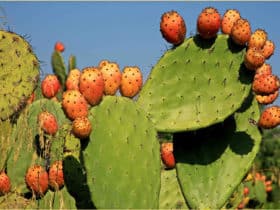 Comment faire la confiture de figues
